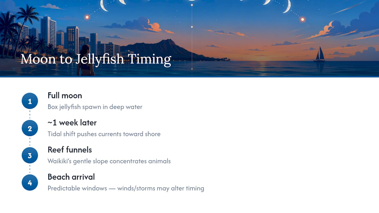 Diagram linking lunar cycle to jellyfish arrival timing