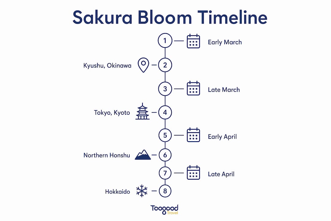 Infographic timeline of Japan cherry blossom bloom progression
