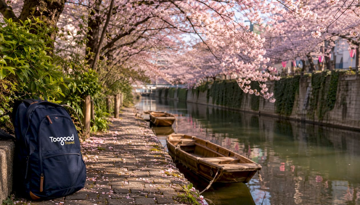 Tranquil Nakameguro canal with cherry blossoms