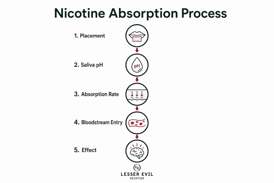 Infographic showing stages of oral nicotine absorption process