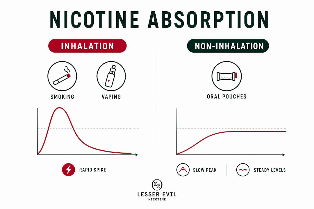 Infographic comparing inhalation and non-inhalation nicotine absorption
