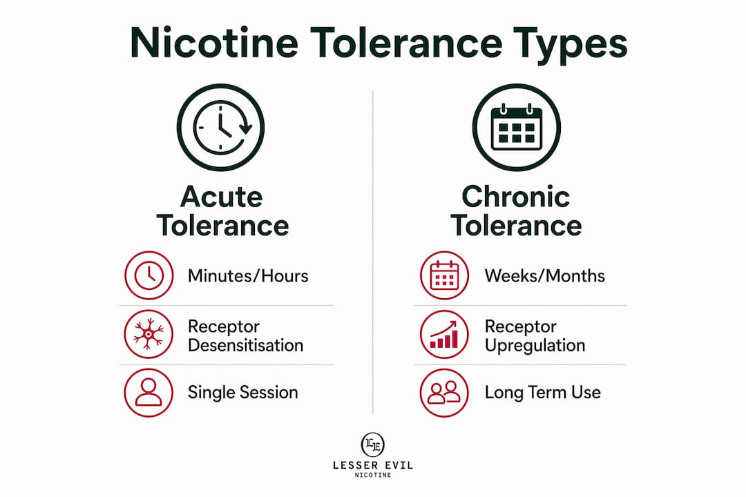 Infographic comparing acute and chronic nicotine tolerance
