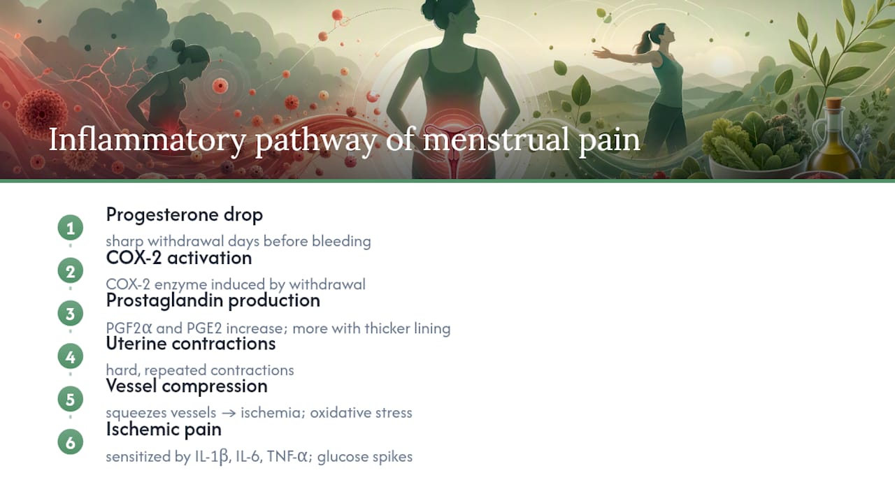 Mechanism of menstrual pain and inflammation diagram