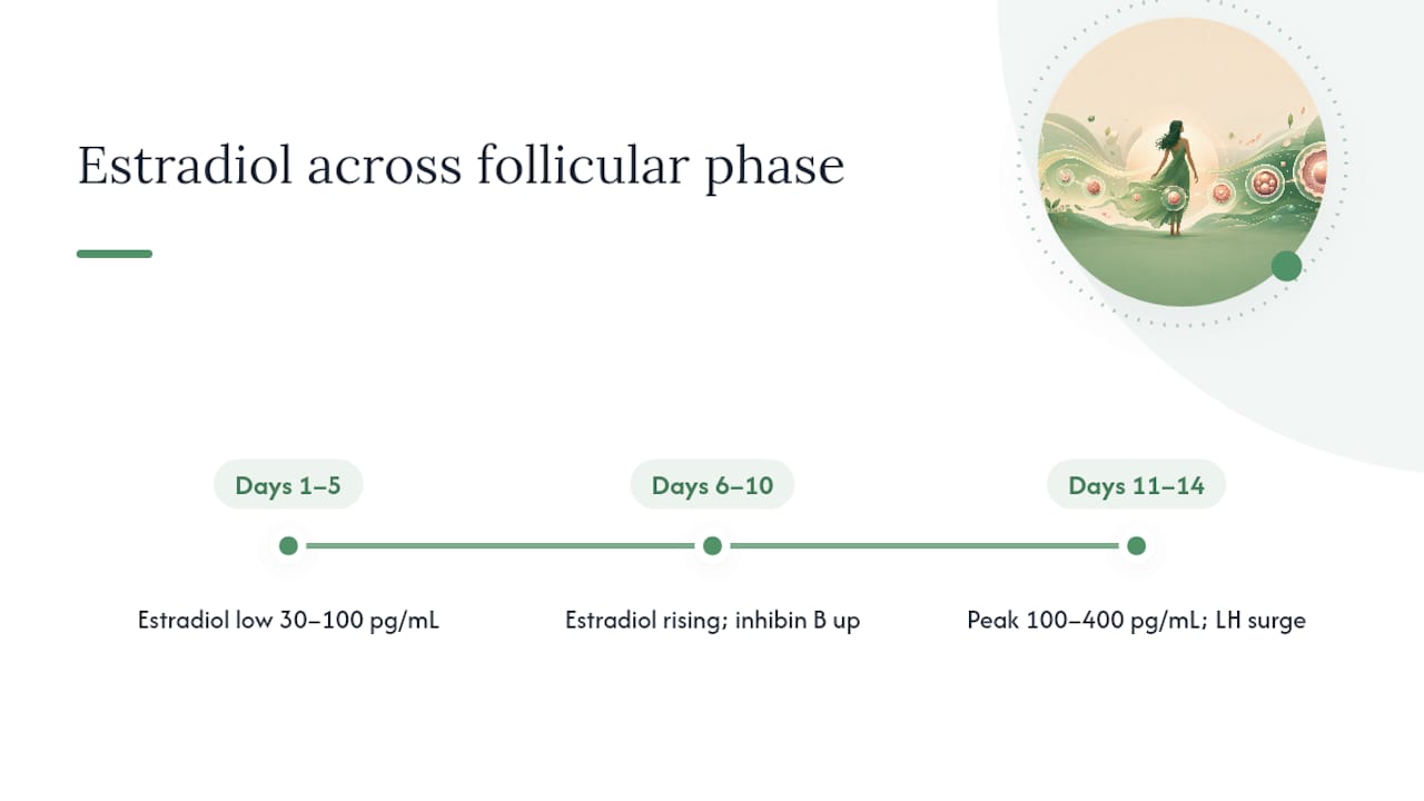 Diagram of estradiol fluctuations during the follicular phase