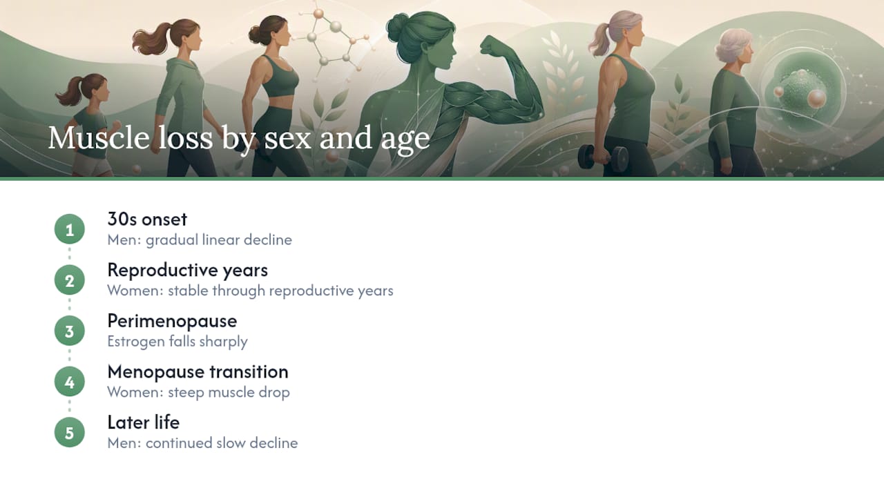 Infographic comparing muscle loss in men and women