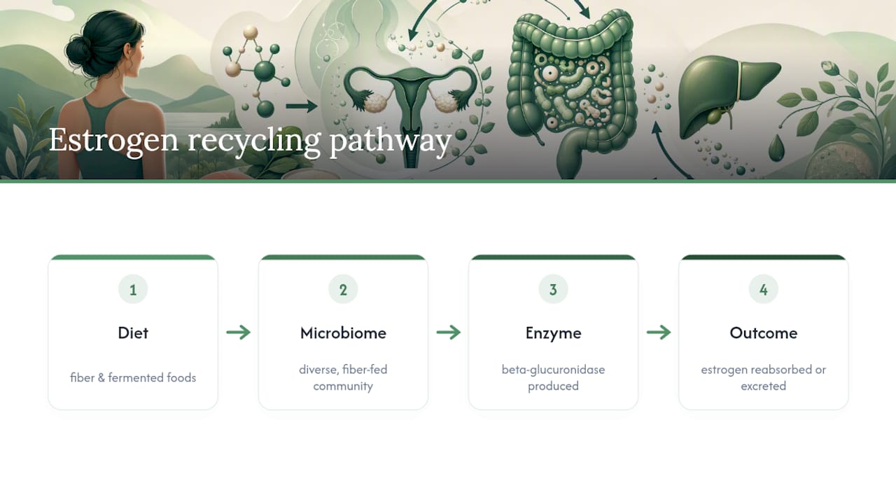 Gut bacteria and estrogen recycling pathway