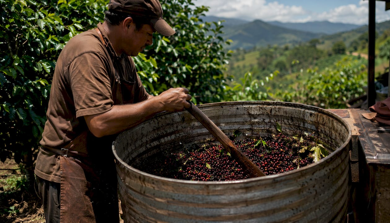 Hands stirring coffee cherry fermentation vat outdoors