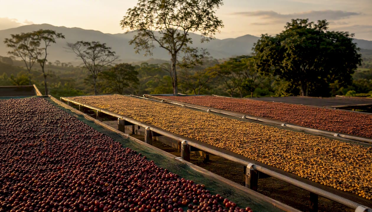 Coffee drying beds showing natural honey and washed processing