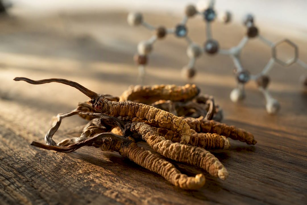 Cordycepin molecule overlay on dried cordyceps mushrooms