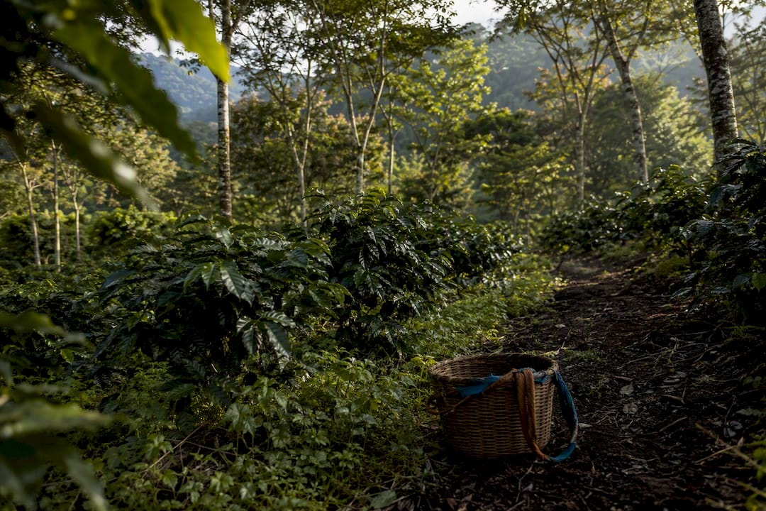 Coffee plants growing beneath shade trees