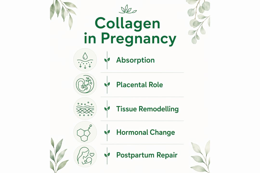 Infographic illustrating collagen's functions during pregnancy and postpartum
