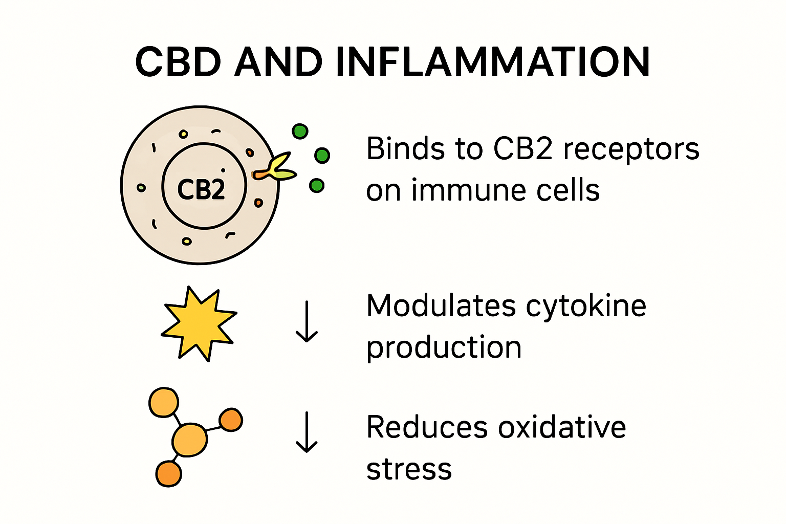 Infographie illustrant l'effet du CBD sur l'inflammation