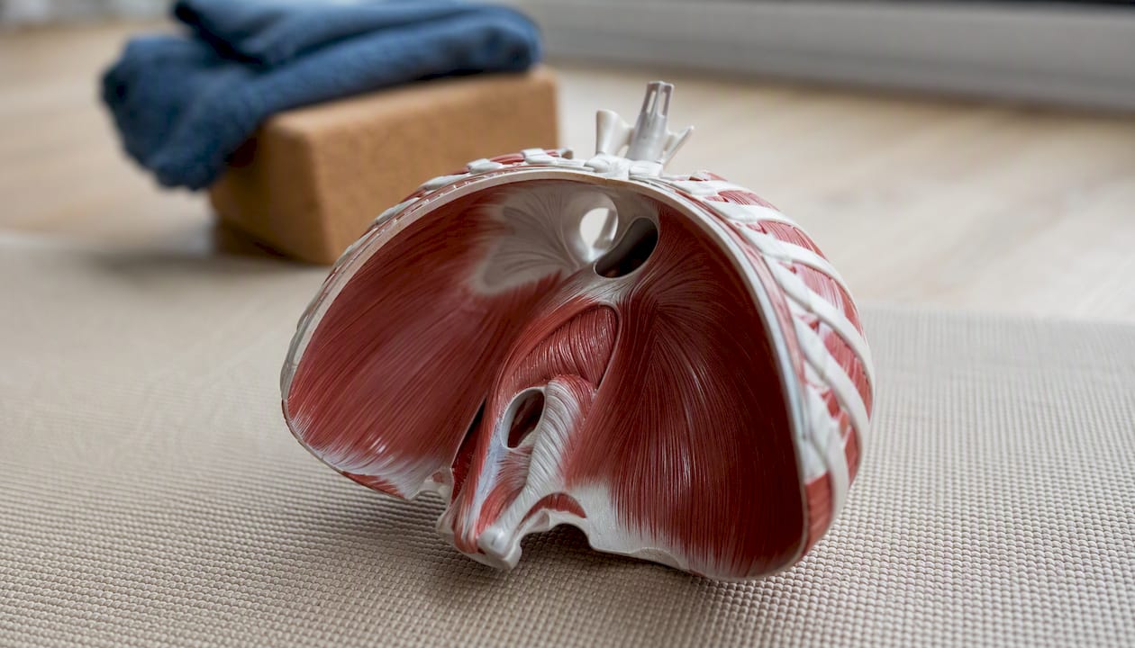 Anatomical diaphragm muscle model on yoga mat