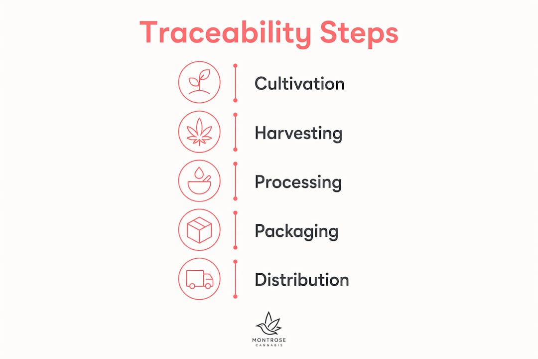 Infographic illustrating cannabis traceability steps from cultivation to distribution