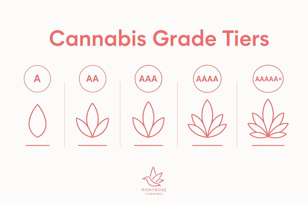 Infographic illustrating cannabis grading tiers