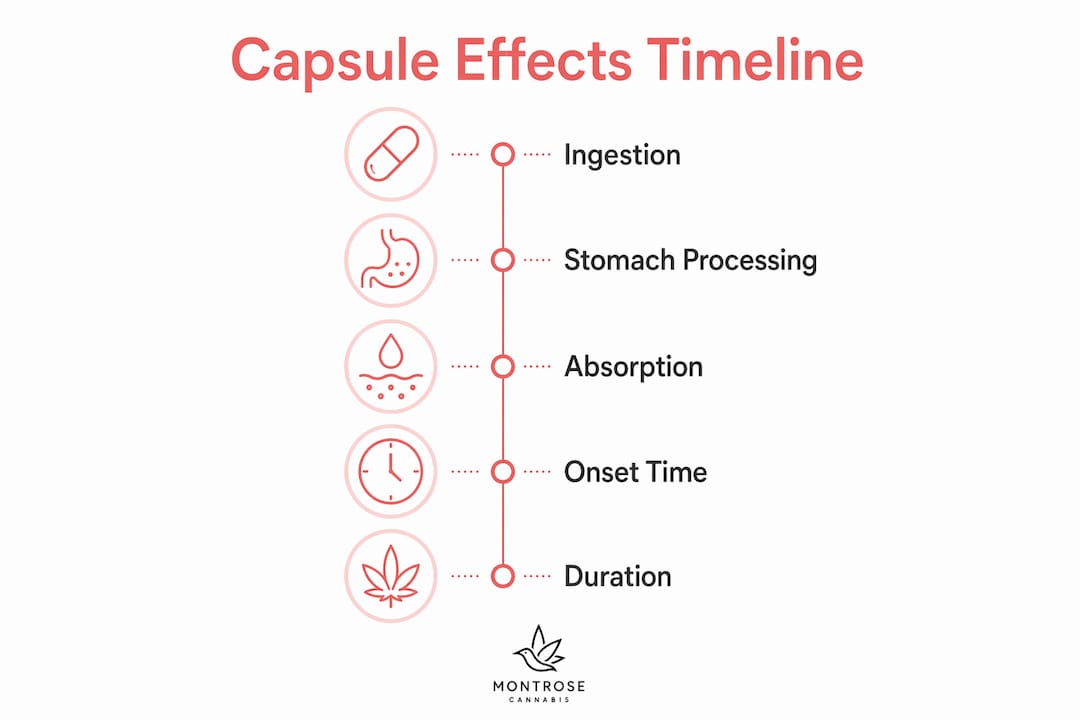 Infographic showing cannabis capsule effects timeline