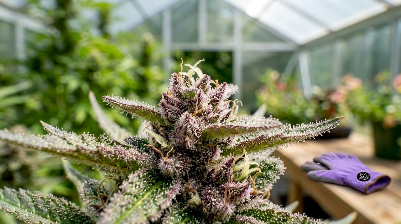 Macro shot of cannabis trichomes on flower bud