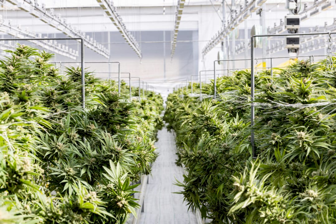 Indica vs Sativa | Curaleaf Clinic