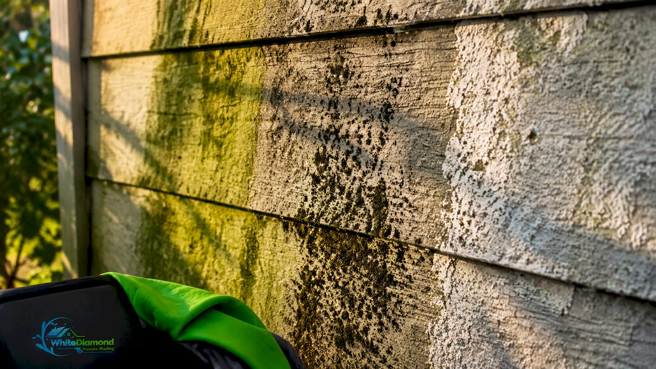 Close-up of algae, mold, and mildew on siding