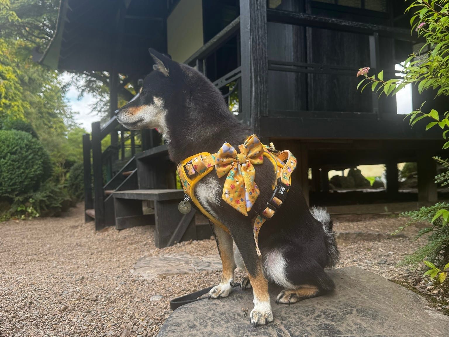 puppy harness park