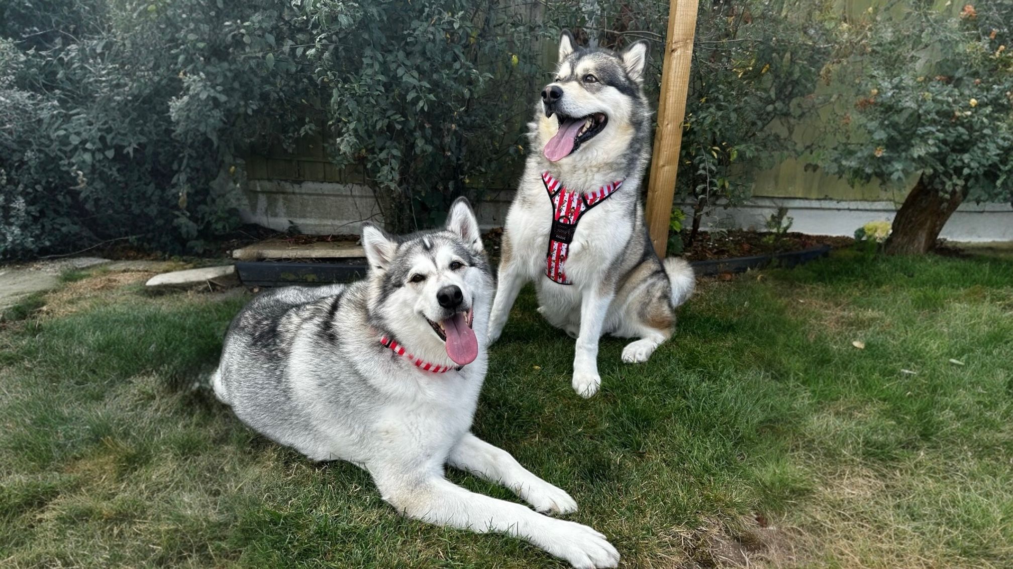 dog harness for pulling