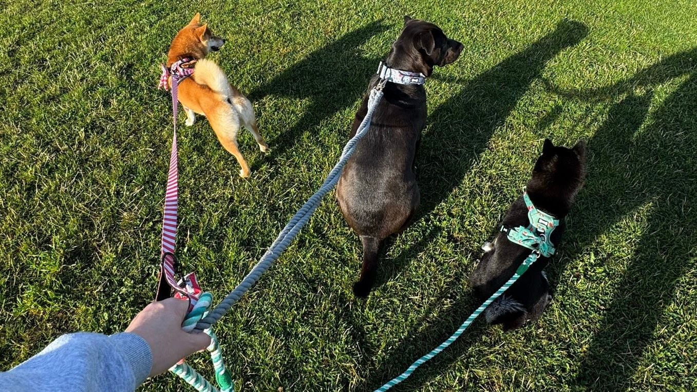 recommended dog harnesses
