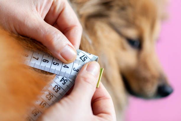 170+ Dog Big Belly Stock Photos, Pictures & Royalty-Free Images ...
