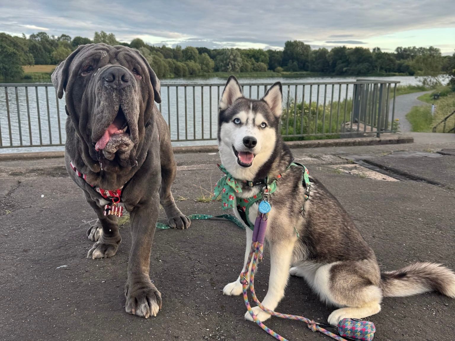 breed harness sizing