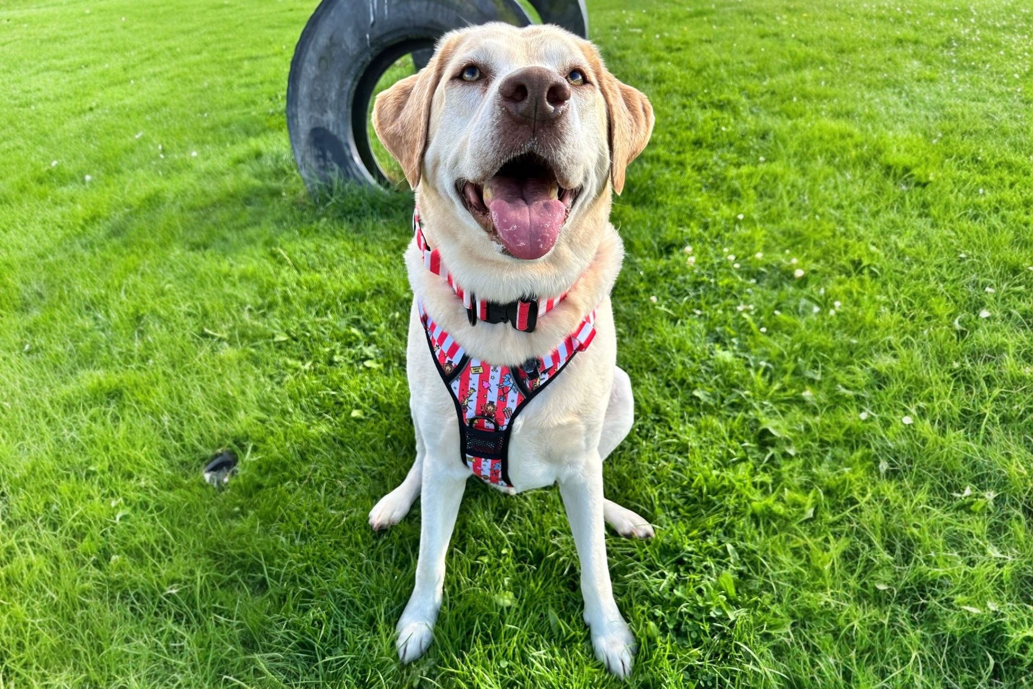 big dog harness walk