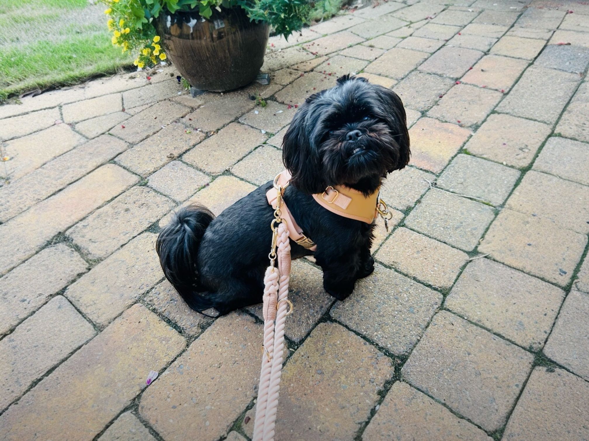 dog pulling leash
