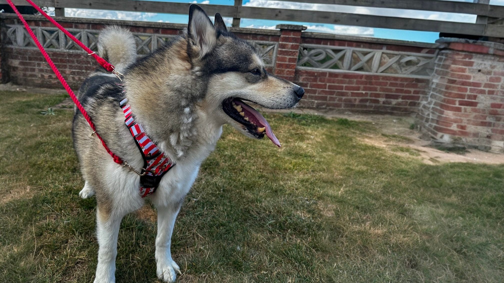 loose leash walking puppy