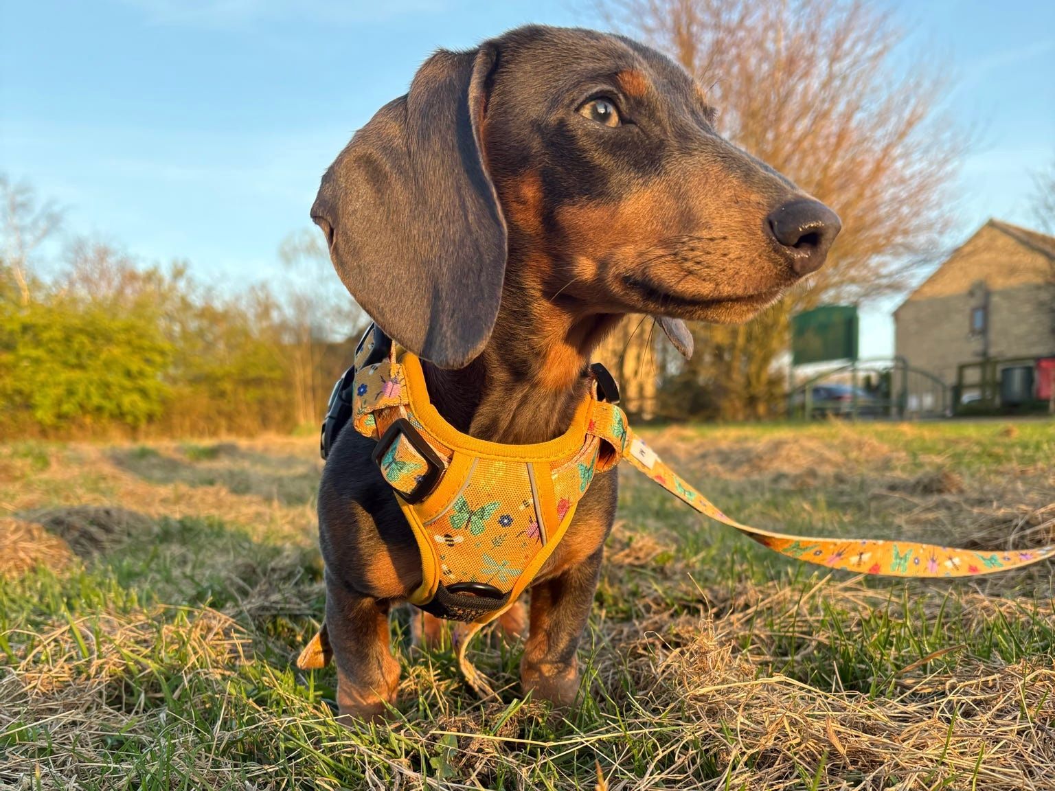 how to put on dog harness