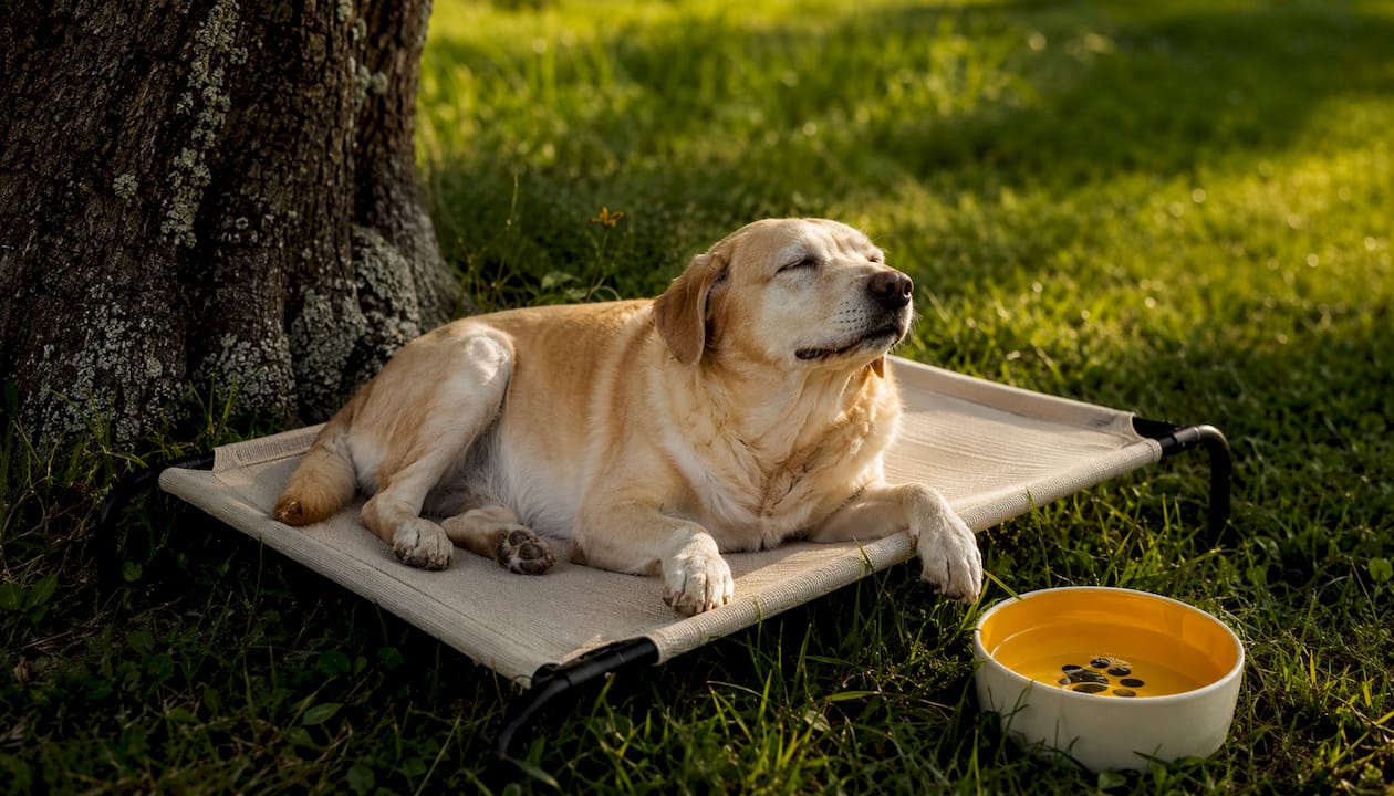 Older dog resting on elevated breathable outdoor dog bed