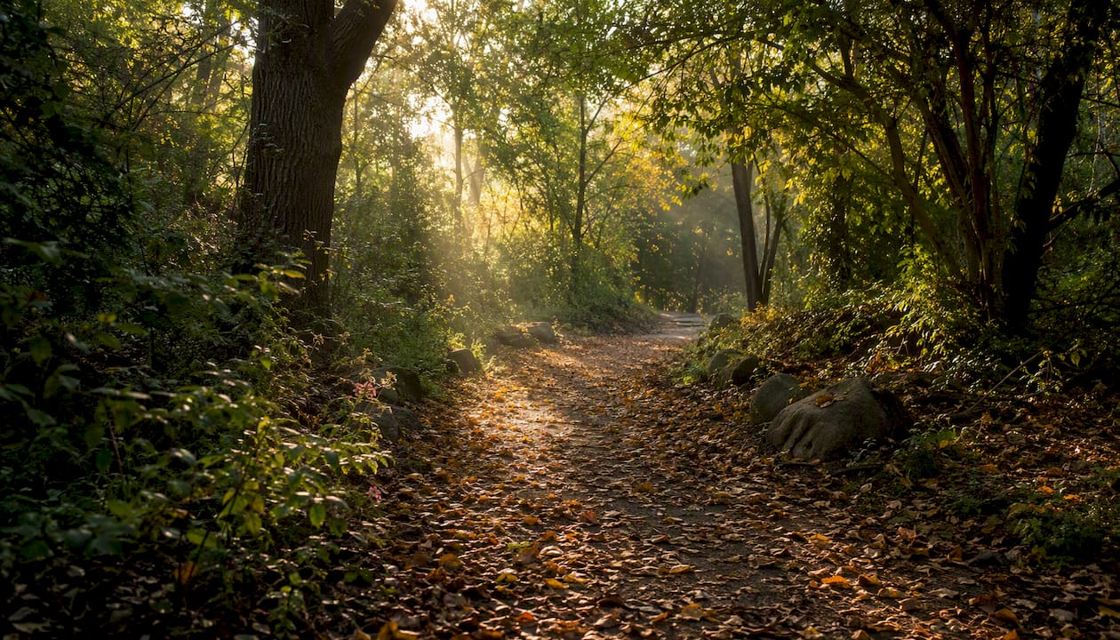 Sunlit forest trail at morning