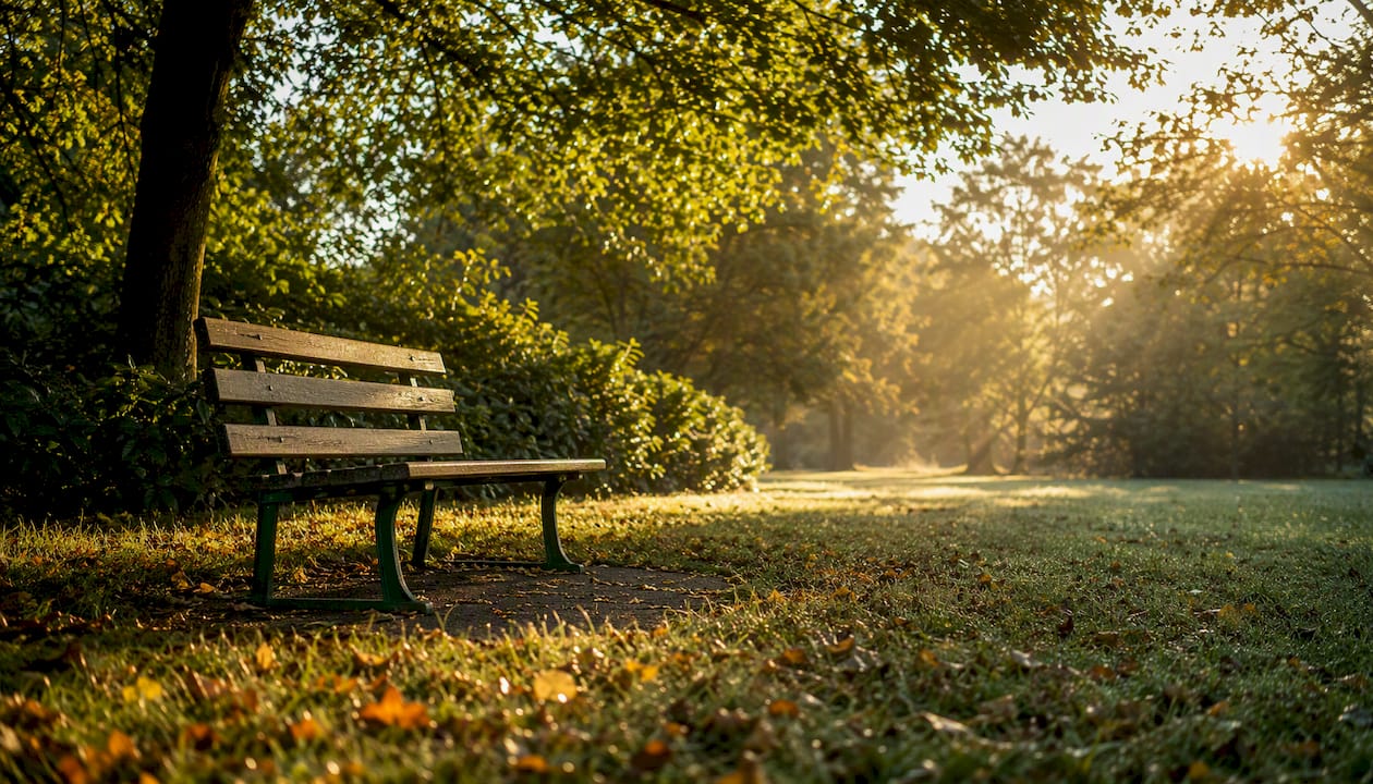 Empty park bench in autumn light under trees