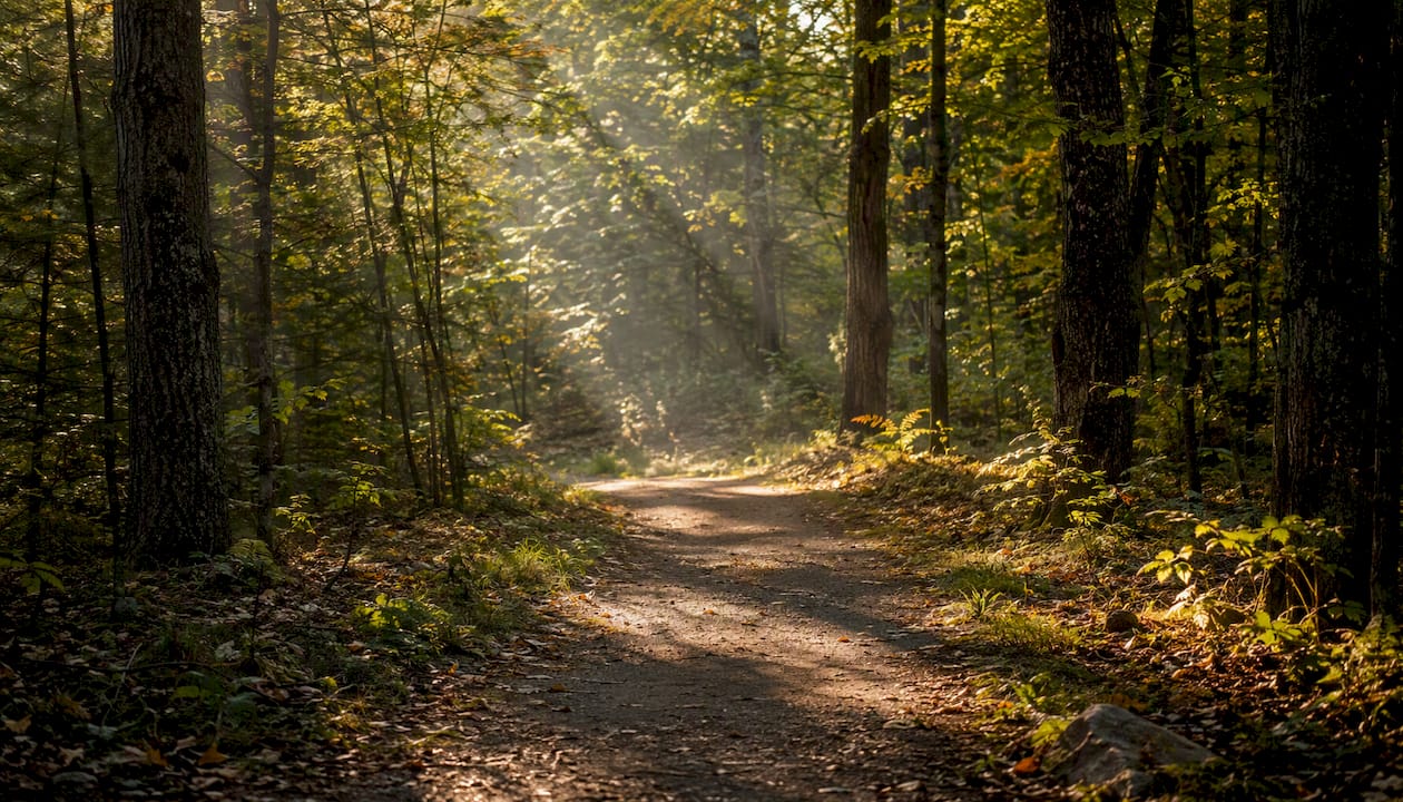 Sunlit forest path in quiet morning