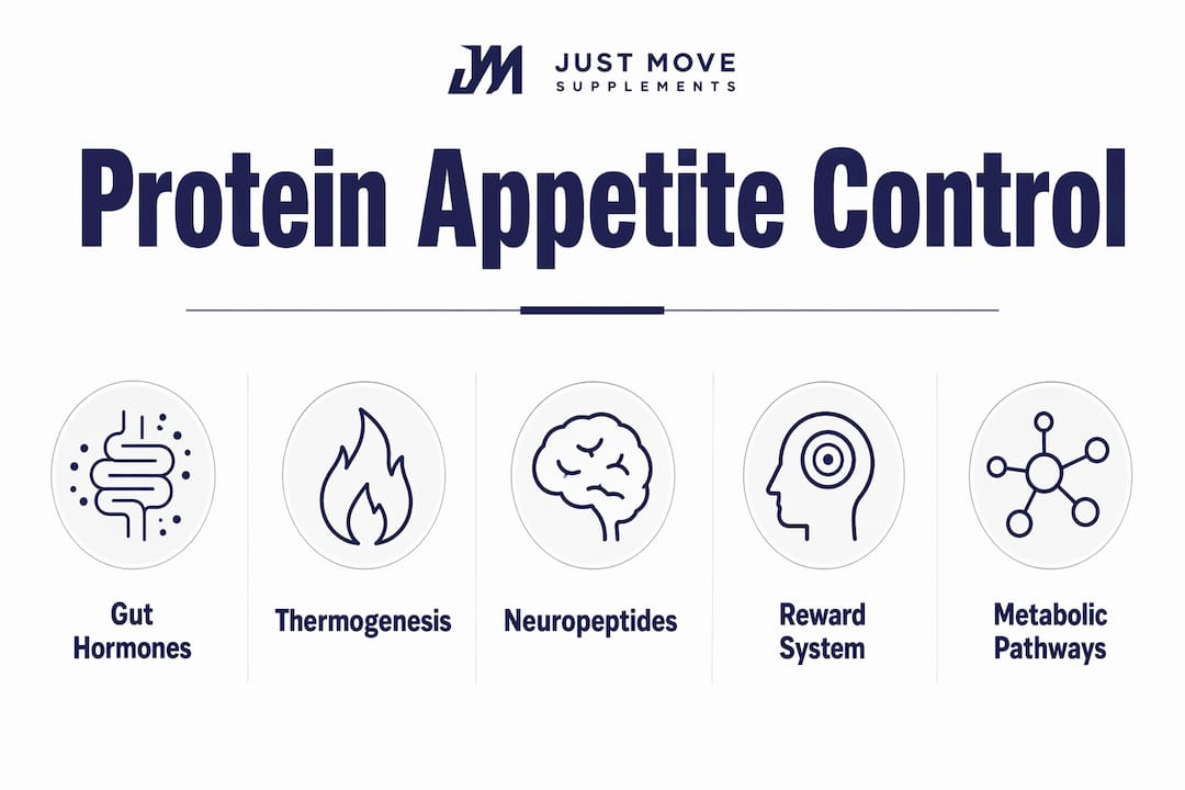 Infographic showing key mechanisms of protein appetite control