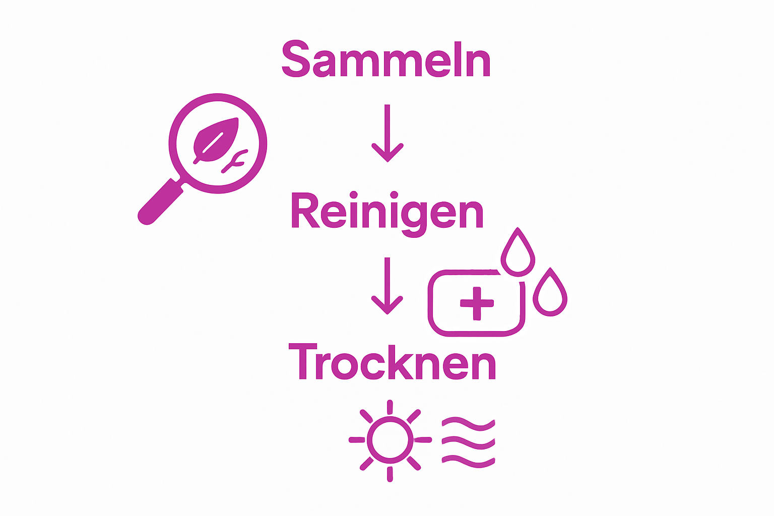 Infographic showing three steps: sammeln, reinigen, trocknen von Naturmaterialien