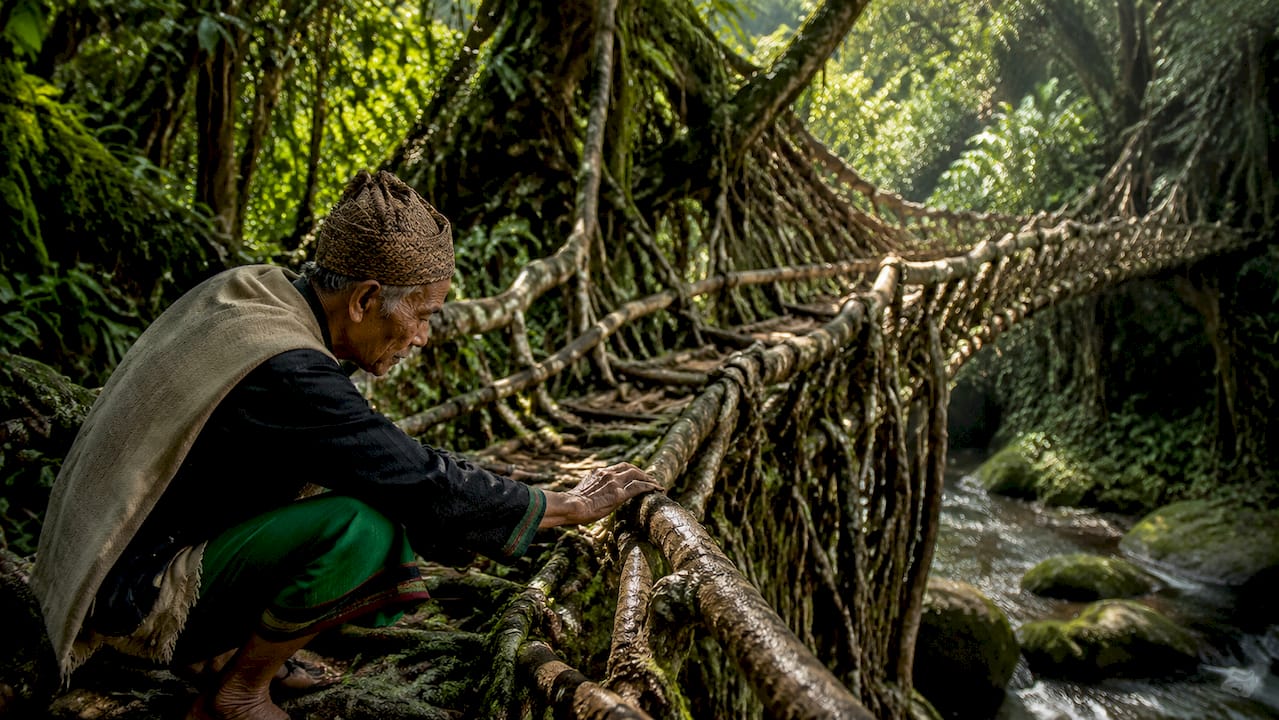 Living root bridge and elder in Meghalaya forest
