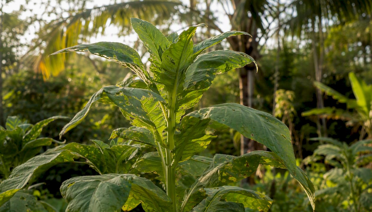 Fresh Mapacho tobacco plant leaves