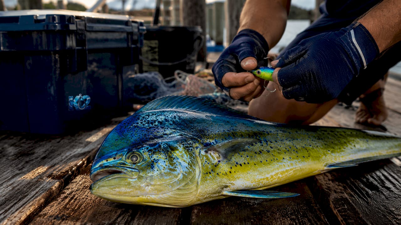 Close-up vibrant Mahi-Mahi fish on boat deck