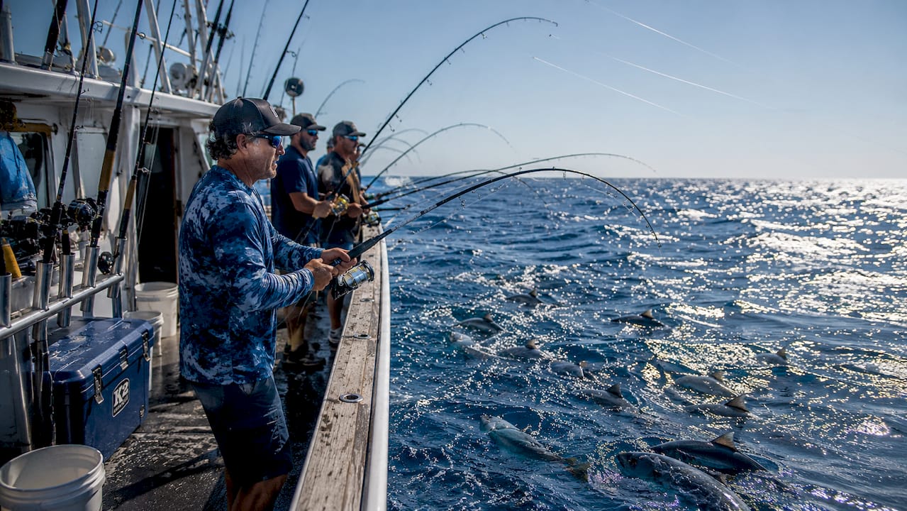Multiple bent tuna fishing rods in action