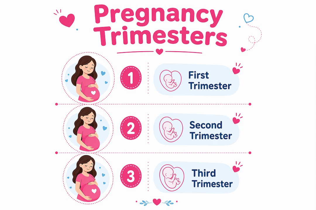 Infographic summarizing pregnancy trimesters timeline