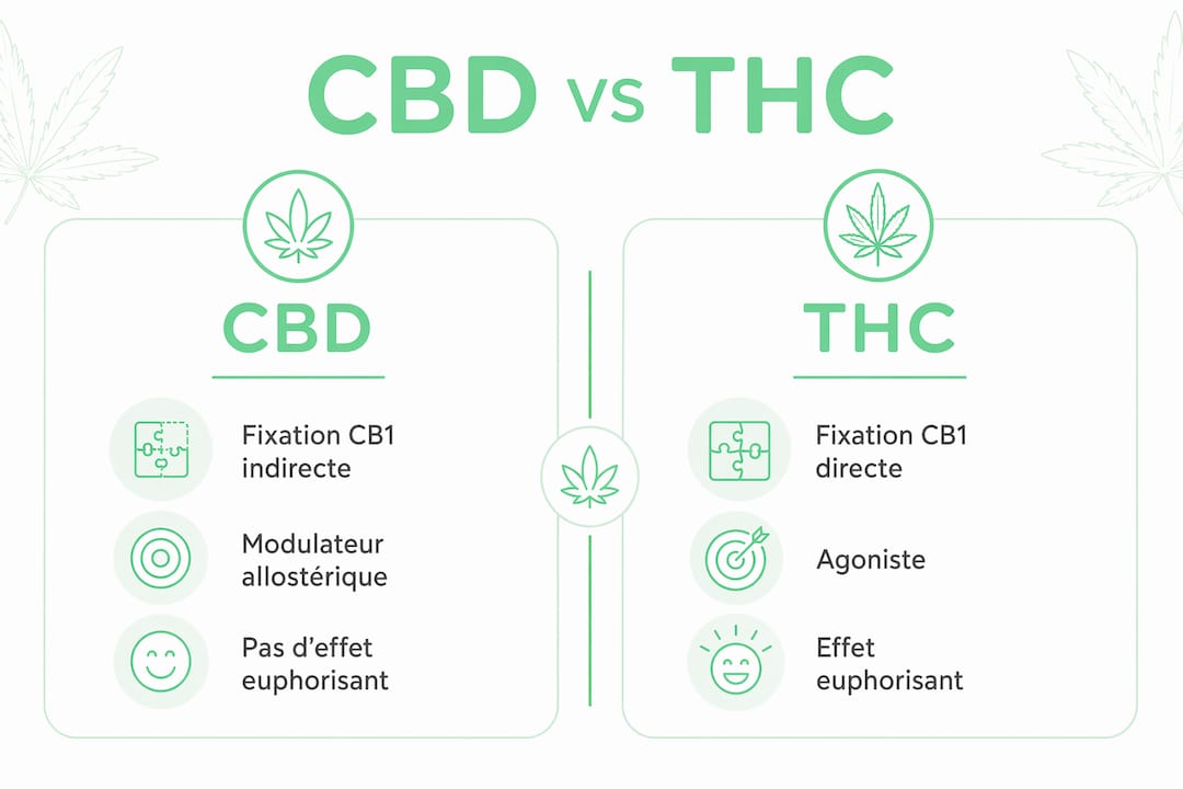 Visuel comparatif : différences entre les effets et les récepteurs du CBD et du THC