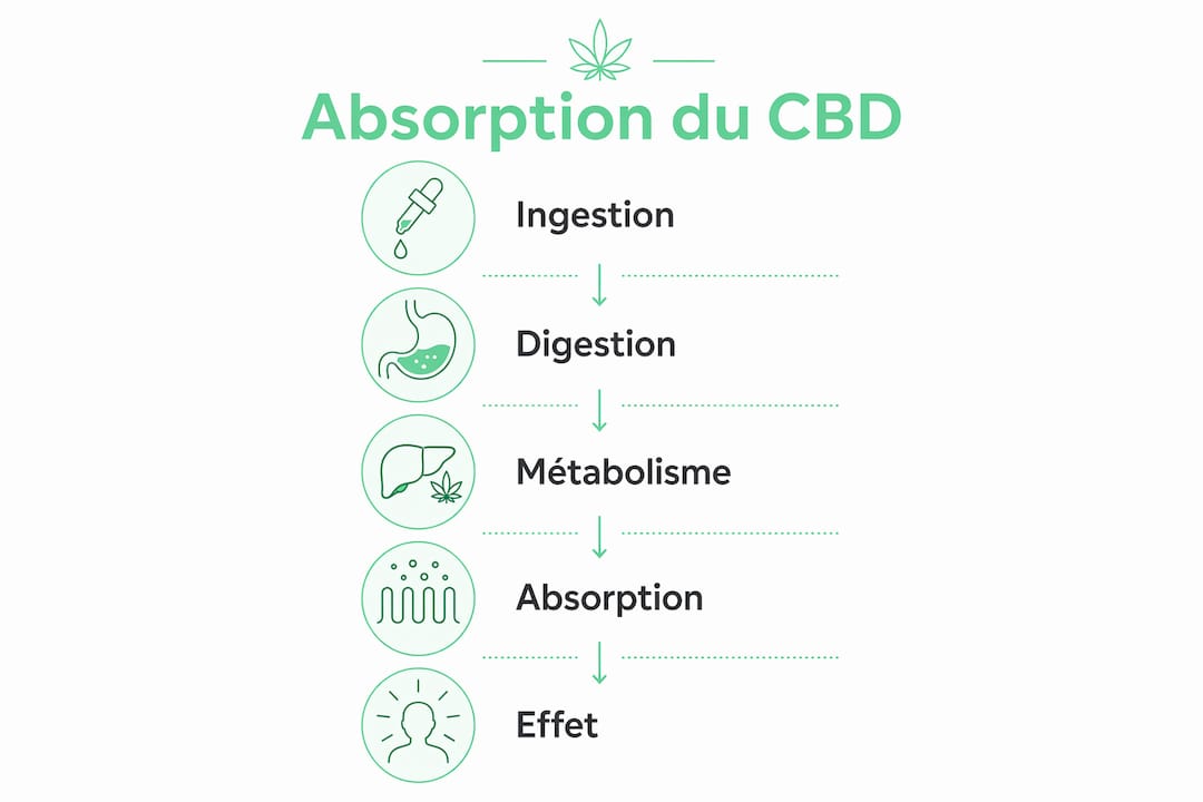 Découvrez en image les différentes étapes de l’assimilation du CBD par l’organisme.