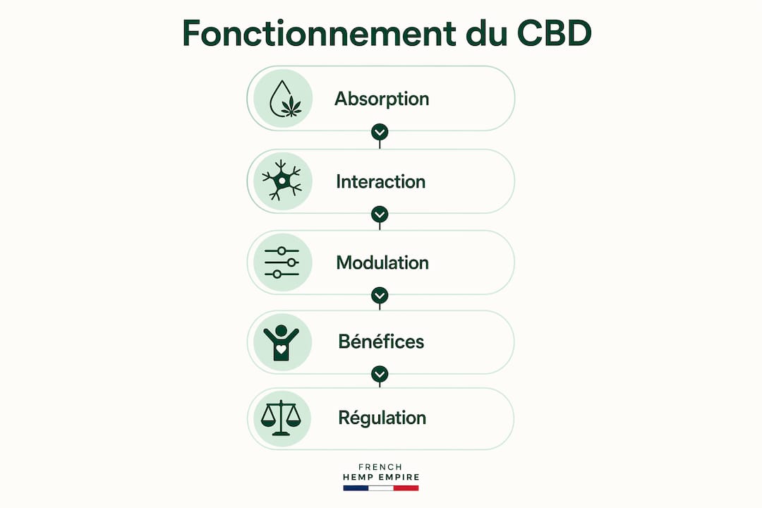 CBD for natural well-being: how it works and its benefits 2 Discover the mechanism of action of CBD in pictures: an infographic to better understand how it works in the body.