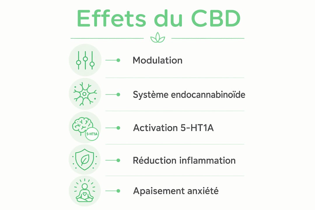 Découvrez en un coup d’œil les principaux impacts du CBD sur l’organisme grâce à cette infographie.