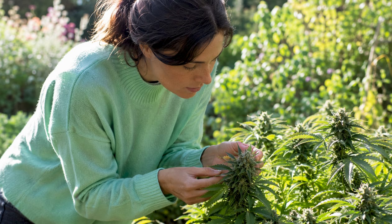 Une main tient délicatement une fleur de cannabis, révélant ses trichomes scintillants.