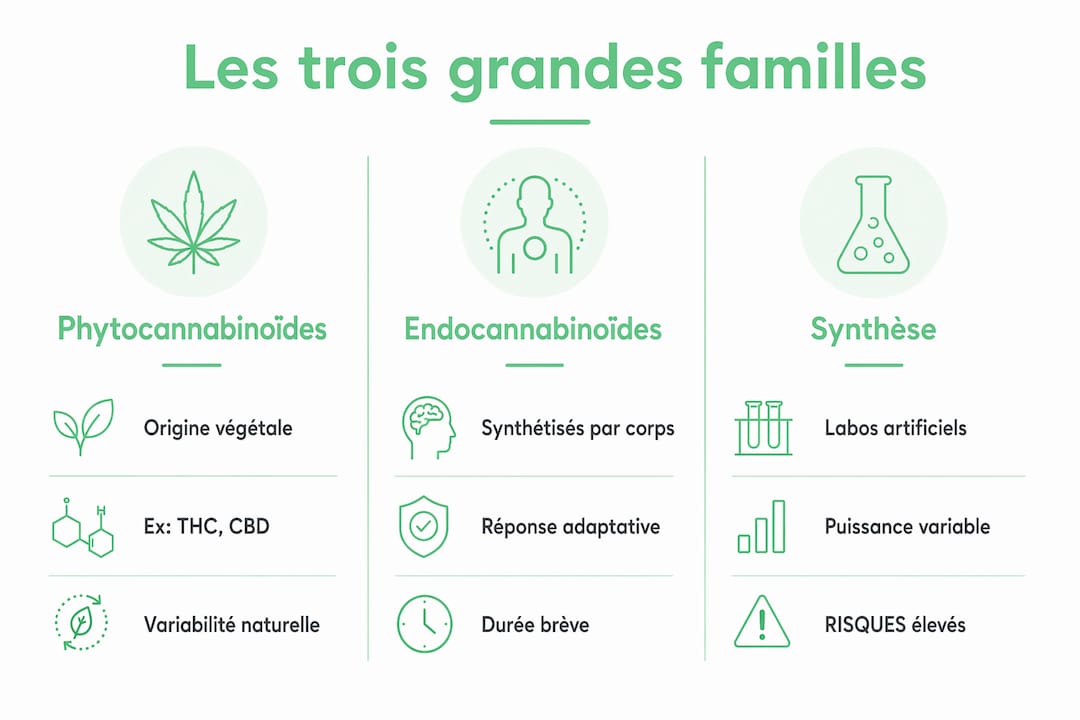 Visuel illustrant les différences entre les principales catégories de cannabinoïdes