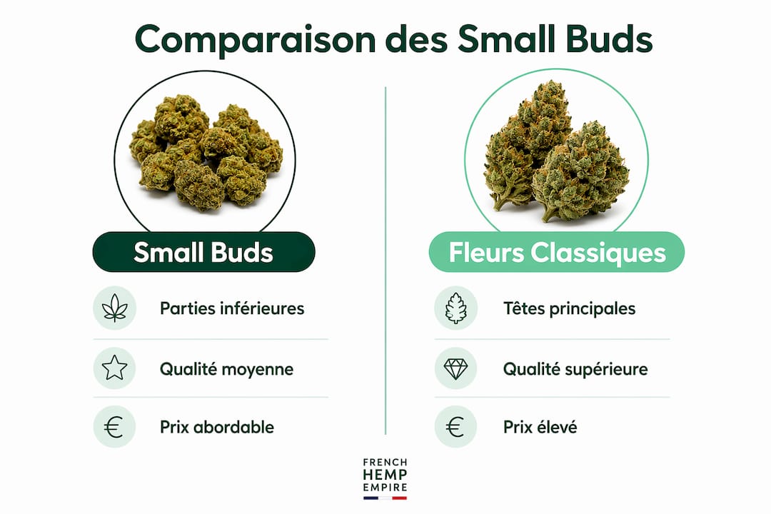 Visuel comparatif : petits bourgeons vs fleurs traditionnelles